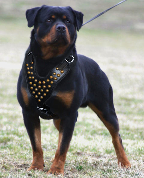 Rottweiler Studded Walking Dog Leather Harness - Click Image to Close