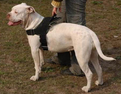 American Bulldog Nylon Multi-purpose Dog Harness - Click Image to Close