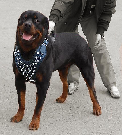 Spiked leather dog harnesses H9 for Rottweiler - Click Image to Close