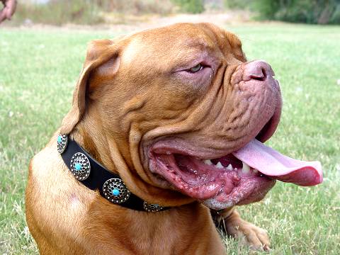 Dogue de Bordeaux Leather Dog Collar with Blue Stones - Click Image to Close