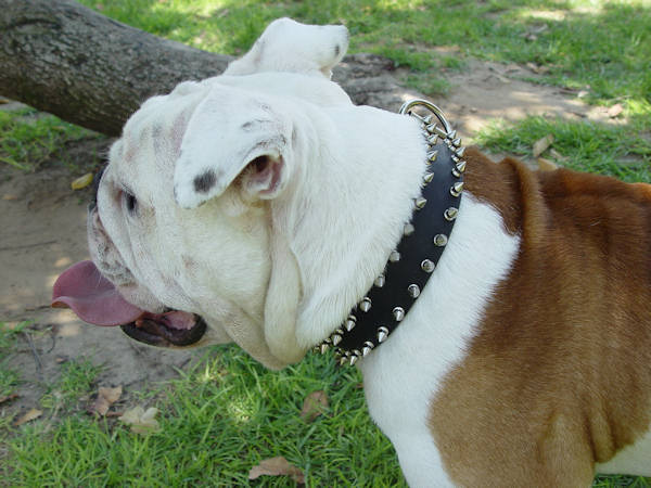 Leather 2 rows spiked dog collar for English Bulldog - Click Image to Close