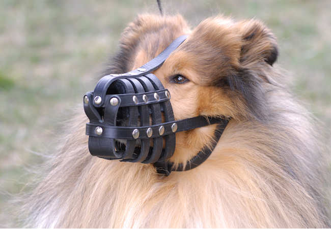 Collie Everyday Light Weight Ventilation Dog muzzle M41 - Click Image to Close