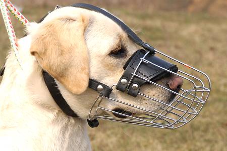 Wire Basket Dog Muzzle for Labrador - Click Image to Close