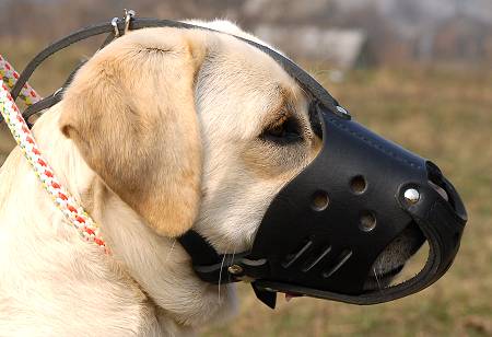 Everyday Leather dog muzzle for Labrador - Click Image to Close