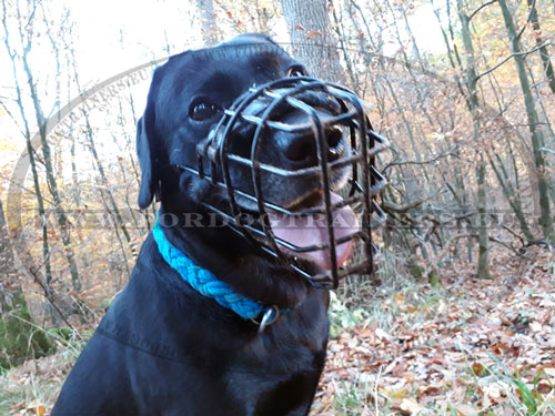 Labrador Retriever Dog Muzzle Winter Basket - Click Image to Close
