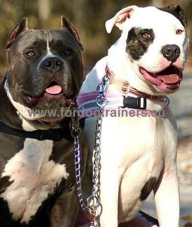Coupler Chain for Two Pitbulls HS ✔ - Click Image to Close