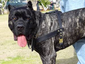 Tracking /Pulling/Walking Leather Dog Harness H5 for Cane Corso - Click Image to Close