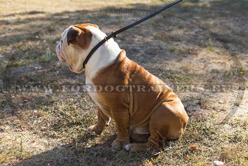 Dog Lead and Collar of Leather for English Bulldog - Click Image to Close