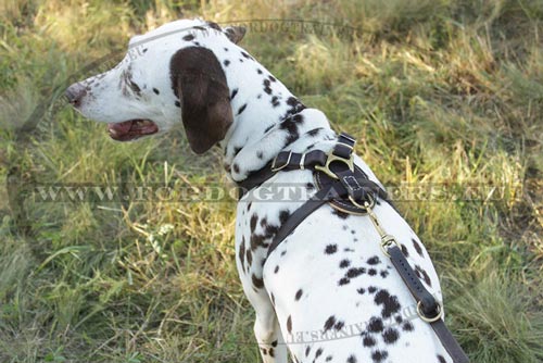 Extra Soft Dog Harness for Dalmatian - Click Image to Close