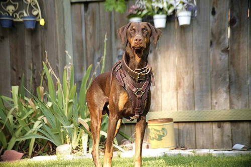 Super Luxury Handcrafted Padded Leather Harness for Doberman - Click Image to Close