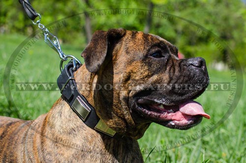 Modish Dog Collar for Boxer | Boxer Collar Decorated with Plates - Click Image to Close