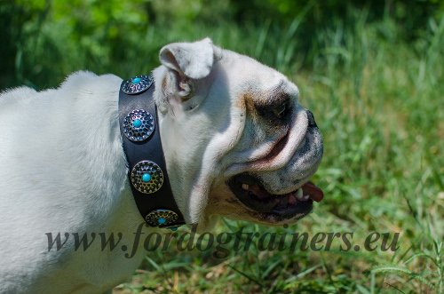 English Bulldog Tan Leather Dog Collar with Blue Stones - Click Image to Close