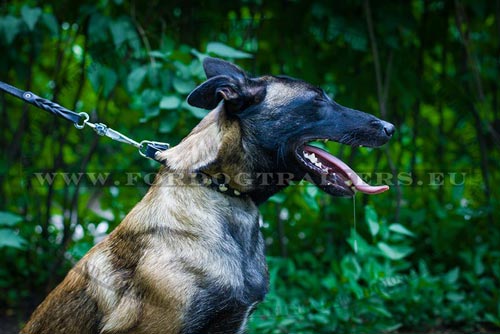 Belgian Malinois Studded Leather Collar - Click Image to Close