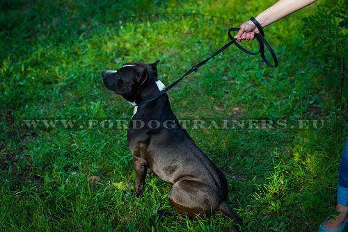 Leather Dog Collar and Lead Adjustable for Amstaff ① - Click Image to Close