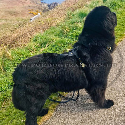 Leather Dog Harness with Soft Padding for Newfoundland - Click Image to Close