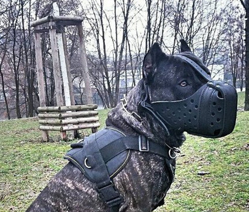 Extra Large Dog Leather Muzzle ❺ - Click Image to Close