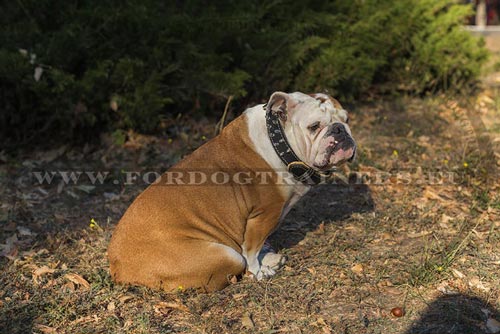 English Bulldog Spiked Leather Collar "Wolfy" - Click Image to Close