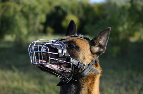 New Wire Dog Muzzle Perfect for Malinois - Click Image to Close