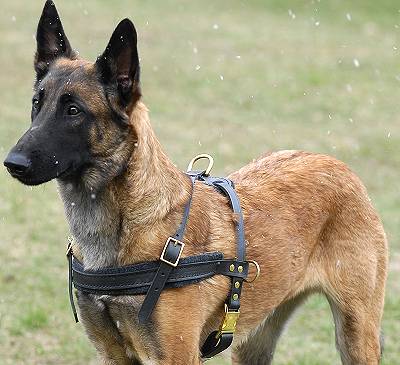 German Shepherd Tracking /Pulling/Walking Leather Dog Harness - Click Image to Close