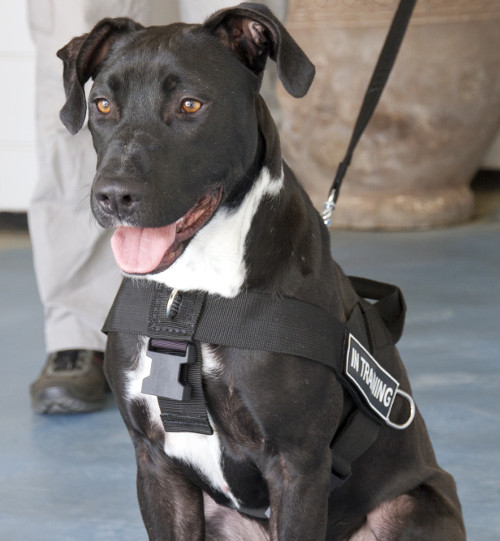 Nylon Dog Training Harness for Pitbull - Click Image to Close