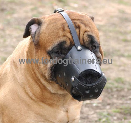 Bullmastiff Everyday Leather Dog Muzzle Comfortable - Click Image to Close