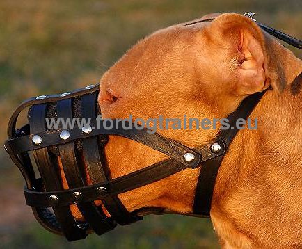 Pitbull Muzzle for Walk and Vet Visiting ❤ - Click Image to Close