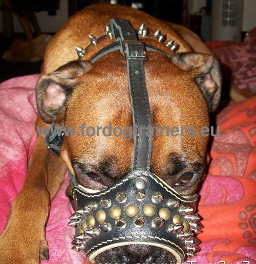 Amstaff Spiked Royal Leather Dog Muzzle - Click Image to Close