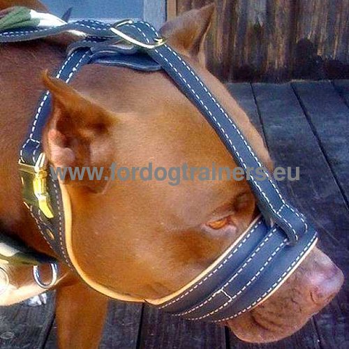 Royal Nappa Leather Dog Muzzle for Amstaff - Click Image to Close