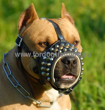Royal Studded Leather Dog Muzzle for Amstaff - Click Image to Close