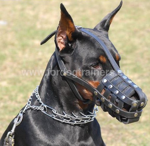 Doberman Everyday Light Weight Ventilation Dog Muzzle - Click Image to Close