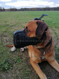 Bozal de perro de cuero para razas grandes, "Dondi Plus"