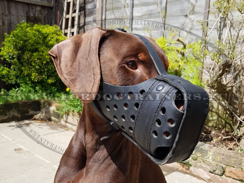 Handcrafted Leather Agitation Muzzle for Doberman - Click Image to Close