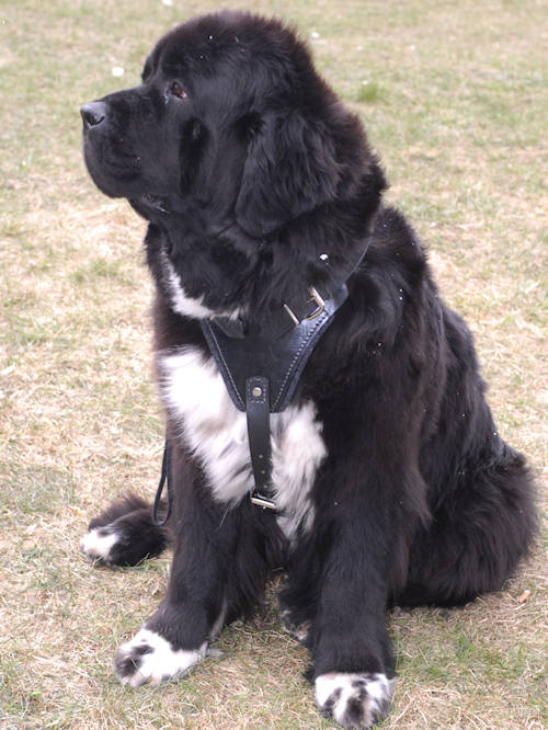 Protection/Attack Leather Dog Harness for Newfoundland - Click Image to Close