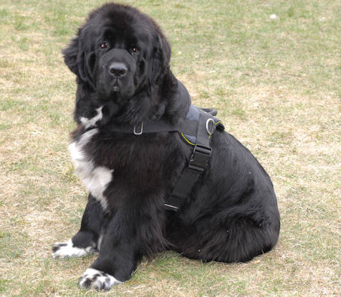 Newfoundland Nylon multi-purpose dog harness H6 - Click Image to Close