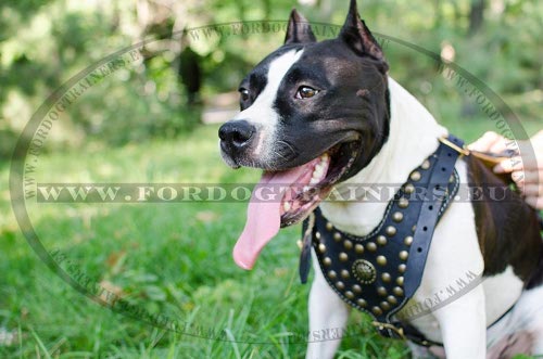 Harness Luxurious for Amstaff | Dog Harness Leather and Brass - Click Image to Close