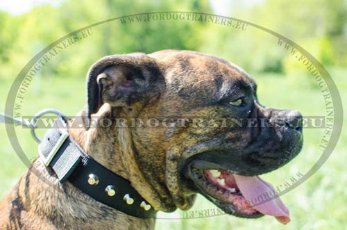 Nylon Collar for Boxer Ornamented with Pyramids ❿ - Click Image to Close