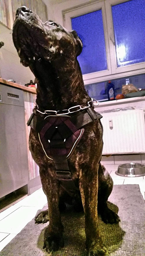 Nylon Canine Harness for Dogo Canario - Click Image to Close