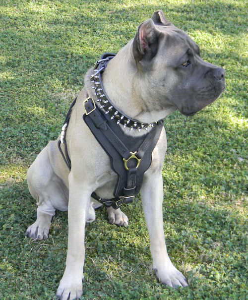 Leder Geschirr Gepolstert am Mastiff 