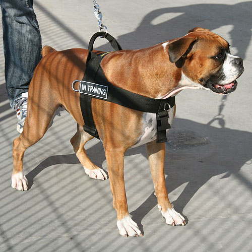 Boxer Wearing Nylon Dog Harness
