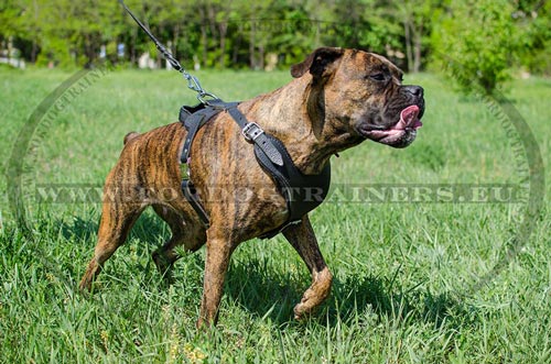 Leather Harness for Boxer Trainig | Leather Agitation Harness - Click Image to Close
