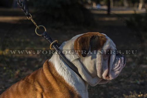 Rolled Leather Choker for English Bulldog - Click Image to Close