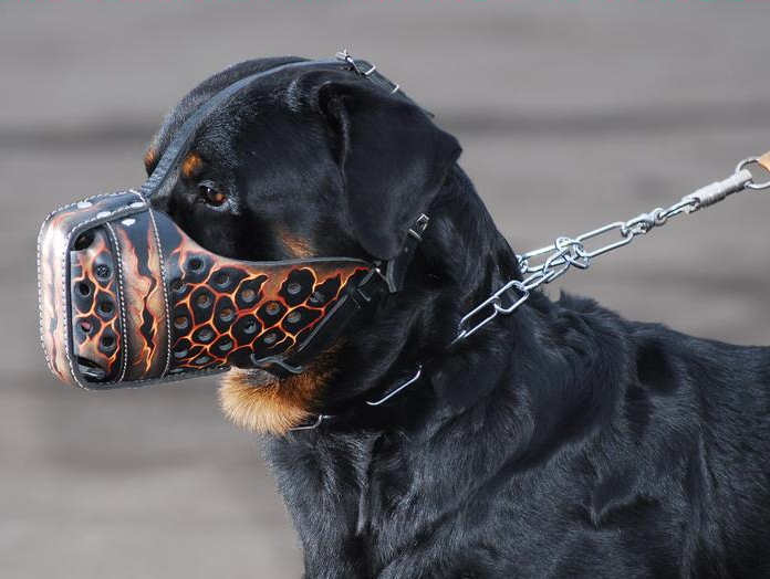 Rottweiler Hand painted leather dog muzzle "Vulkaan" - Click Image to Close