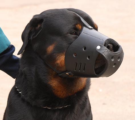 Everyday Leather dog muzzle for Rottweiler M51 - Click Image to Close