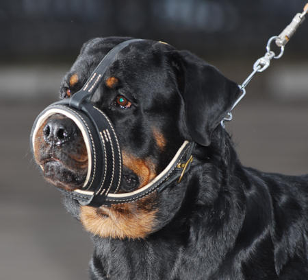 Royal Nappa Leather Dog Muzzle for Rottweiler - Click Image to Close