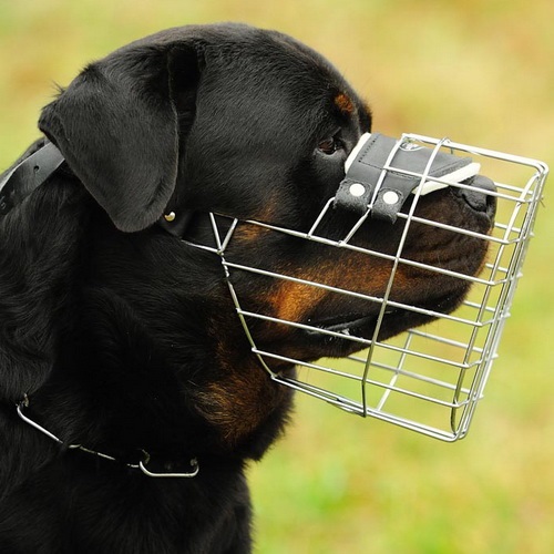 Rottweiler New design wire dog muzzle - Click Image to Close