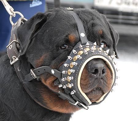 Leather Dog Muzzle for Rottweiler with SPIKES, Royal - Click Image to Close