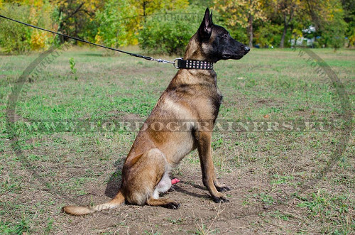 Leather Collar Designer Decorations for Large Malinois - Click Image to Close