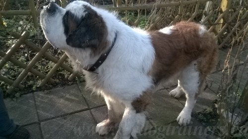 Dog Leather Collar with Flowers for St. Bernard - Click Image to Close