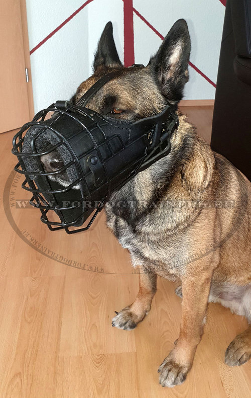 Dog Shock Muzzle for Belgian Malinois - Click Image to Close