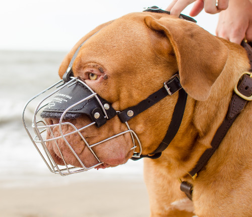 Wire Dog Muzzle for Dogue de Bordeaux - Click Image to Close